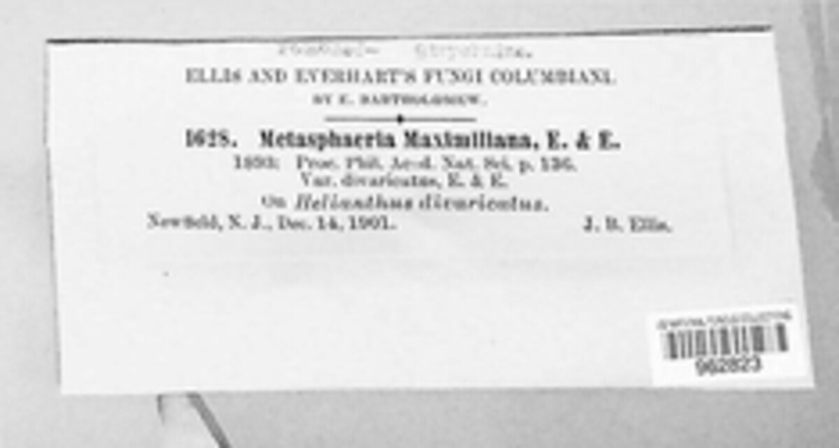 Paraphaeosphaeria maximiliani image